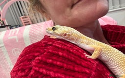 Gecko reptiles for sale: Leopard gecko  - Image 1