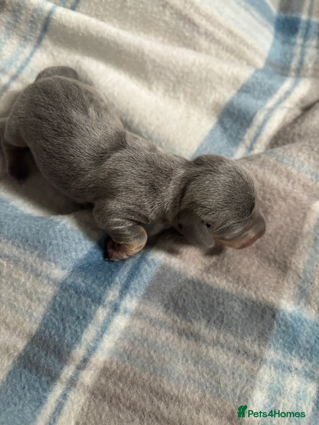 Dachshund dogs for sale: Miniature dachshund - Advert 2