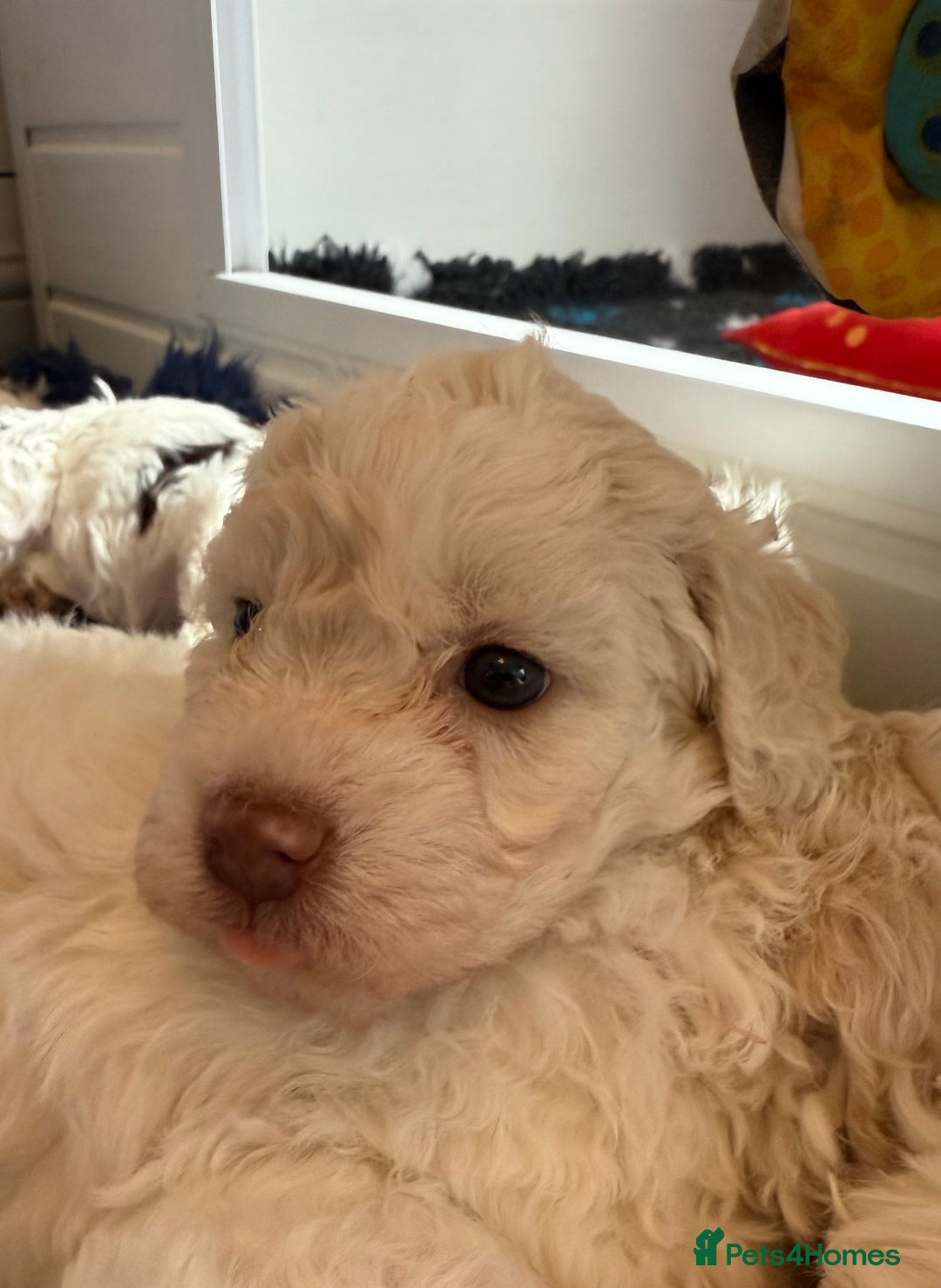 Lagotto Romagnolo dogs for sale: Beautiful KC Lagotto Romagnolo  Puppies available  - Image 3