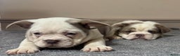 Mixed Breed dogs for sale: Bulldog puppies  - Advert 5
