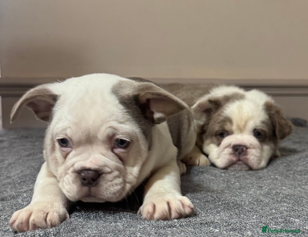 Mixed Breed dogs for sale: Bulldog puppies  - Advert 5