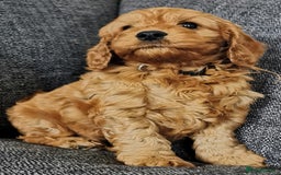 Cockapoo dogs for sale: Outstanding quality F1 Cockapoo pups  - Image 13