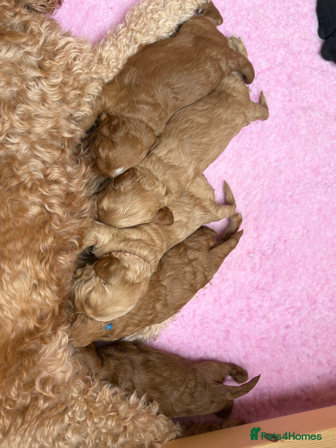 Goldendoodle dogs for sale: Stunning F2B Goldendoodles - Image 23