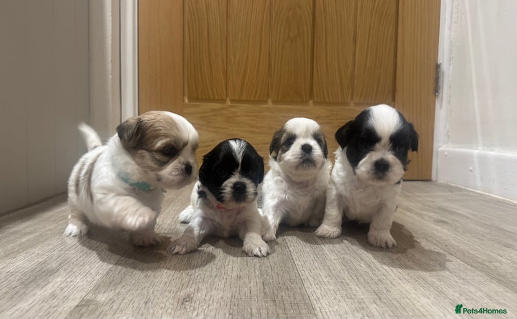 Shih Tzu dogs - Advert 8