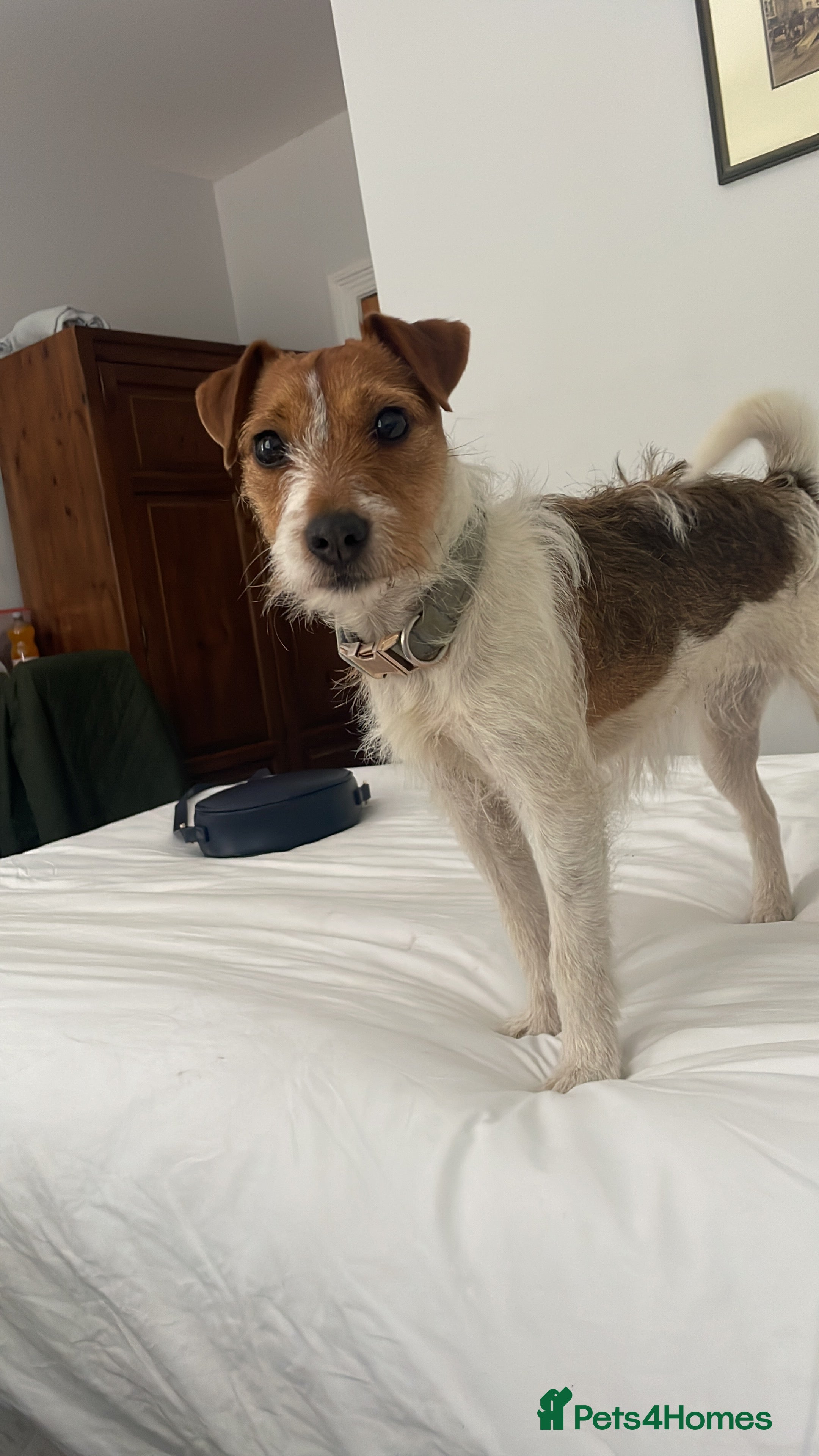 Jack Russell dogs New home urgently needed  - Advert 17