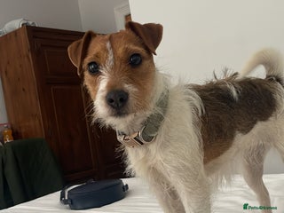 Jack Russell dogs New home urgently needed - Advert 2