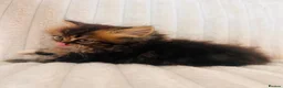 Persian cats for sale: Gorgeous Persian Kittens  - Advert 7