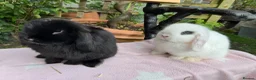 Mini Lop rabbits for sale: Beautiful mini lops for sale and 1 Lionlop  - Advert 8