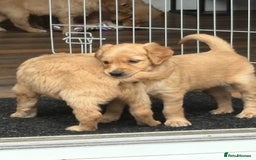 Golden Retriever dogs for sale: Stunning golden retriever  Ready NOW two left in Nottingham - Image 7
