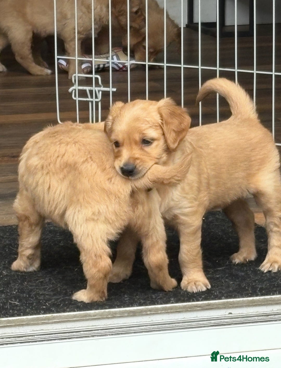 Golden Retriever dogs for sale: Stunning golden retriever  Ready NOW two left in Nottingham - Image 7