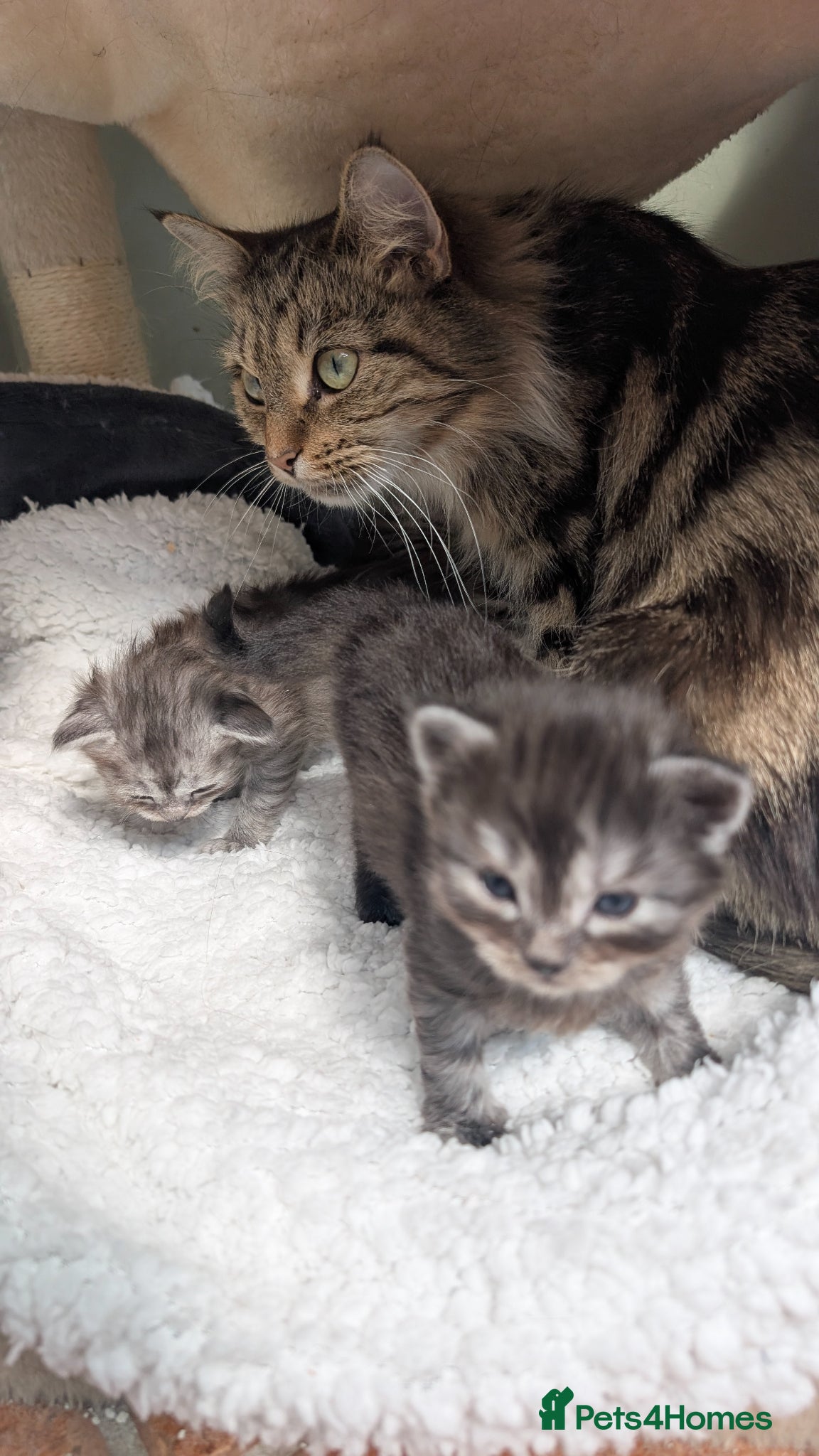 Mixed Breed cats for sale: 2 Incredible beautiful kittens! - Advert 1