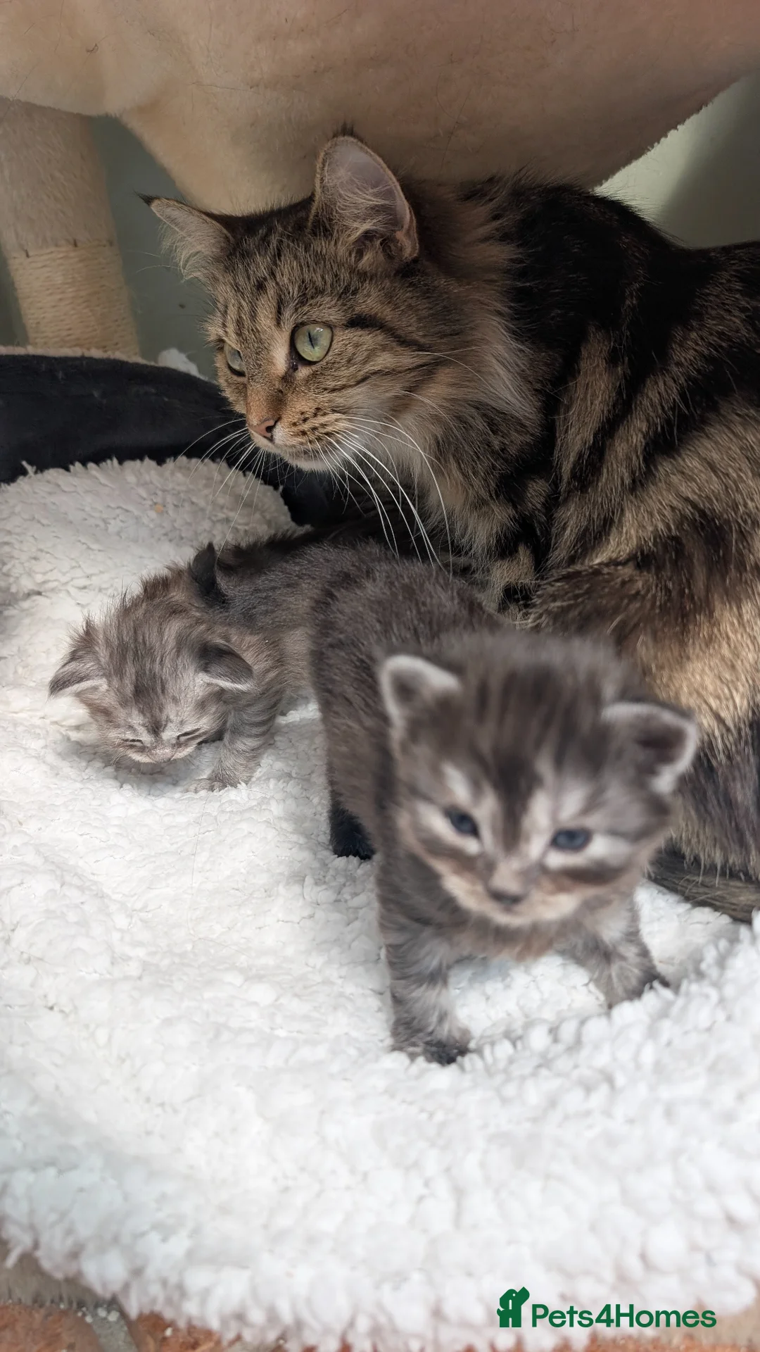 Mixed Breed cats for sale: 2 Incredible beautiful kittens! - Advert 1