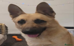 German Shepherd dogs for sale: German shepard boy  - Advert 2