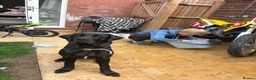 Mixed Breed dogs for sale: Cane corso X Labrador female - Advert 3