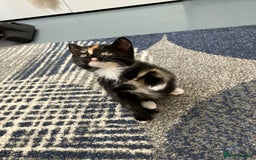 Mixed Breed cats for sale: 2 baby girl kittens for sale  - Image 3