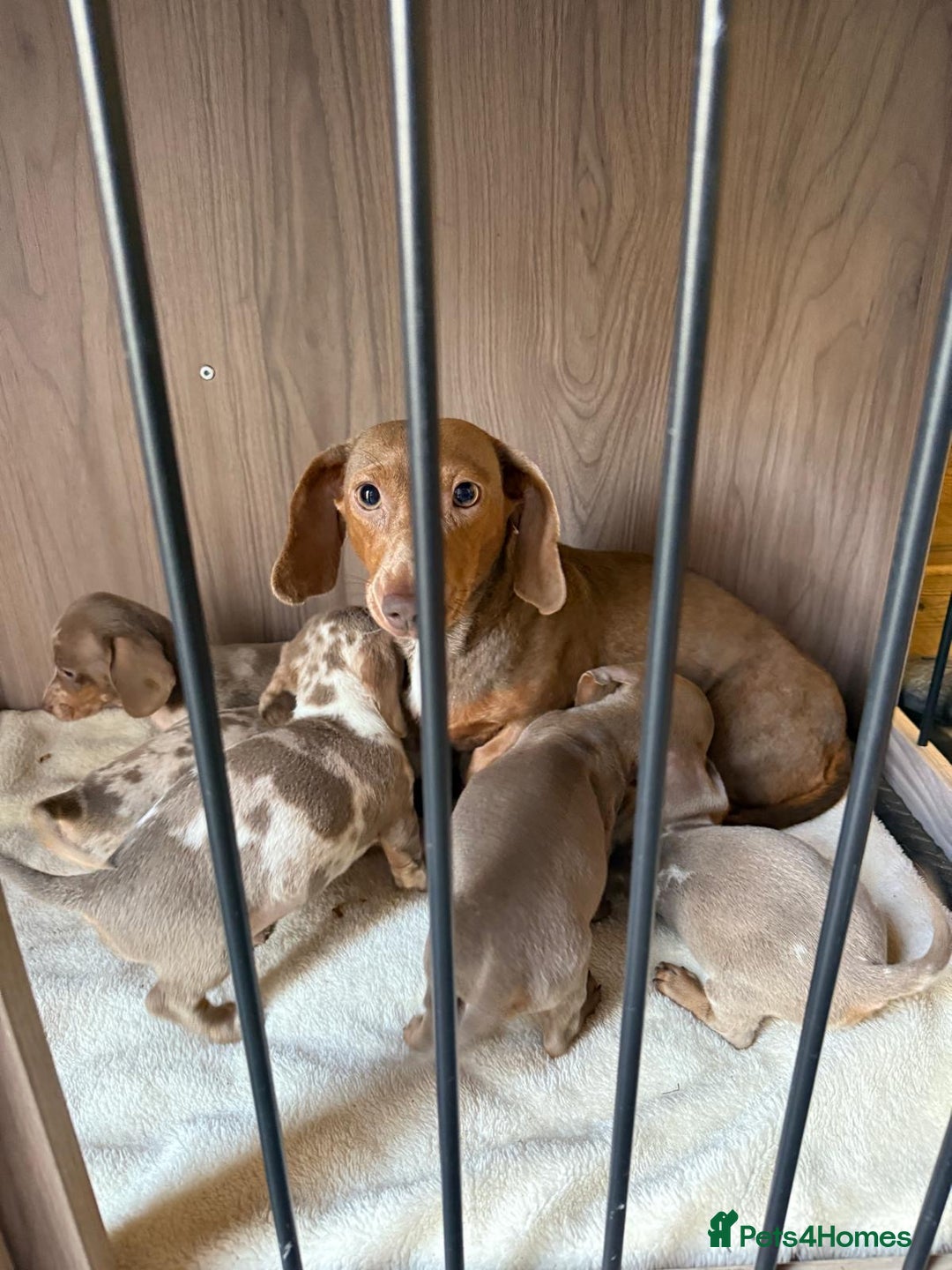 Miniature Dachshund dogs for sale: miniature dash hound puppys  - Advert 2