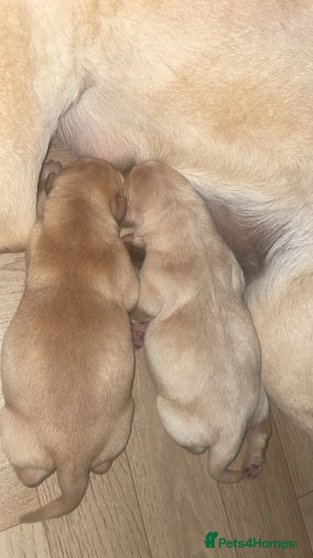 Labrador Retriever dogs for sale: Labrador puppies - Advert 2