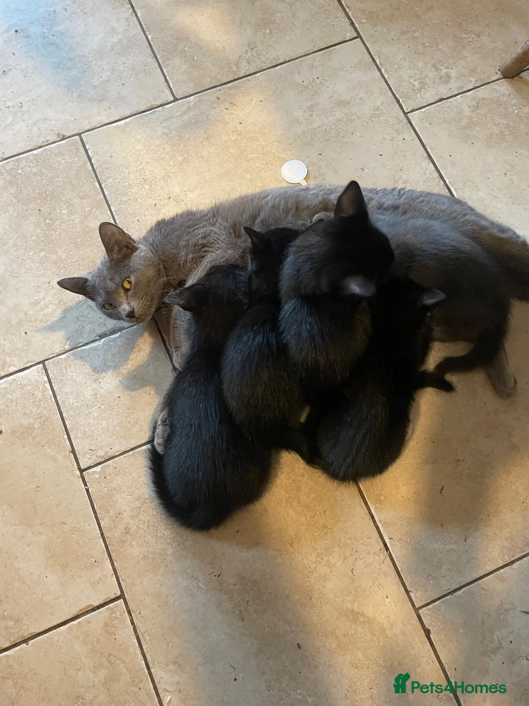 Mixed Breed cats for sale: Grey and Black Kittens - Advert 2