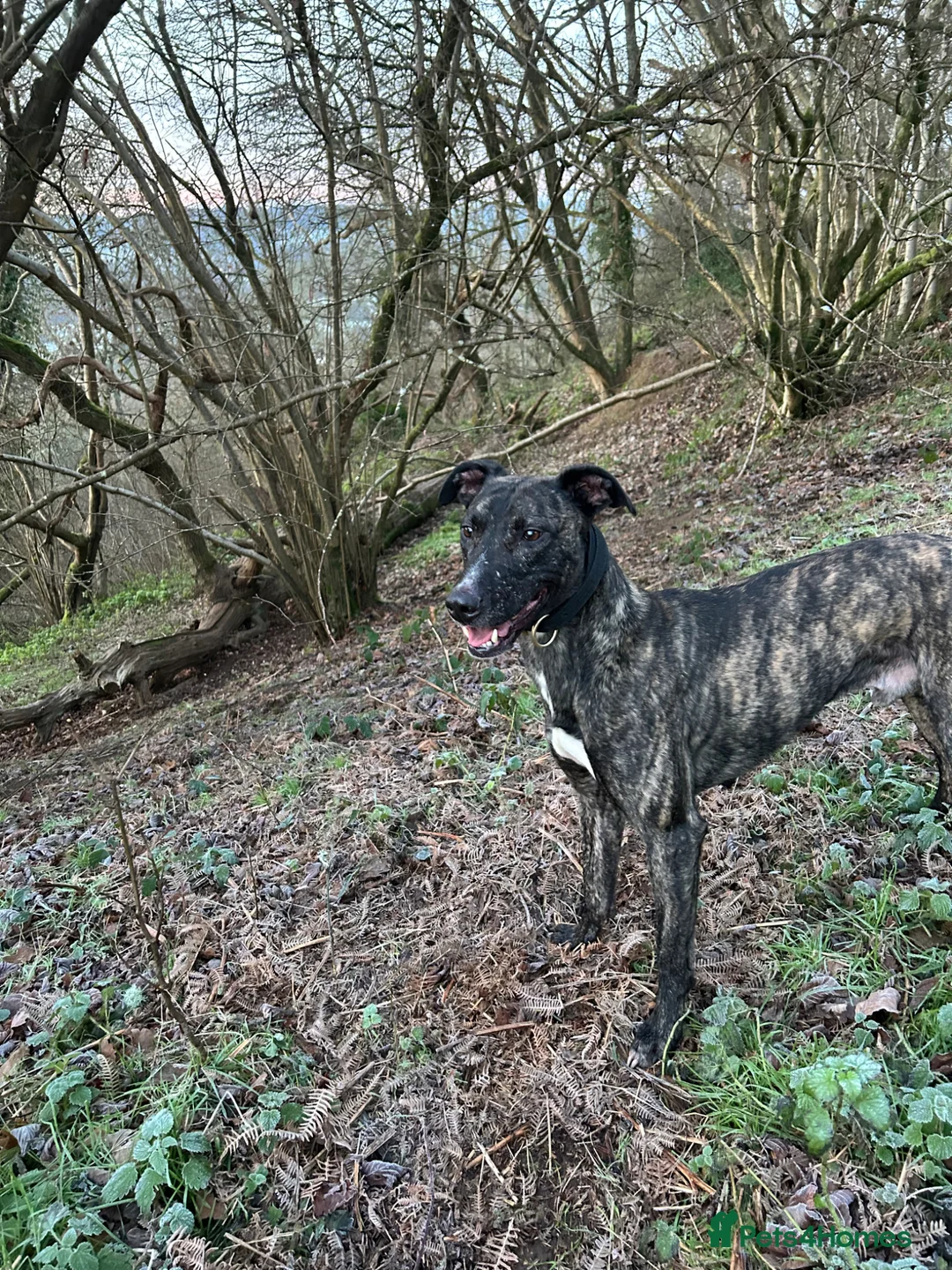 Lurcher dogs for sale: Lurcher for sale  - Advert 4