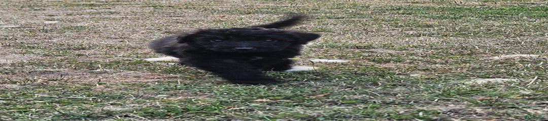 Jet