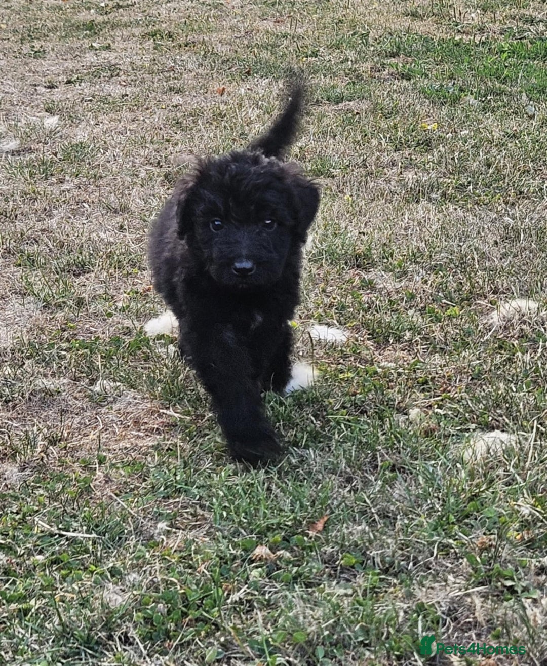 Mixed Breed dogs for sale: F1 Shepadoodle Puppies in Boston - Image 5
