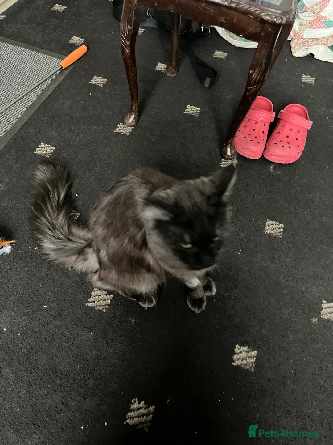 Maine Coon cats for sale: Maine Coon girl needs good home - Advert 2