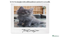 Maine Coon cats for sale: TICA registered, Blue Solid Maine Coon kittens - Image 8