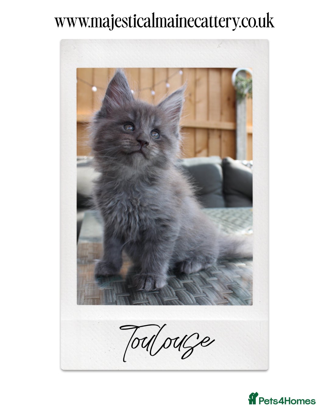 Maine Coon cats for sale: TICA registered, Blue Solid Maine Coon kittens - Image 8