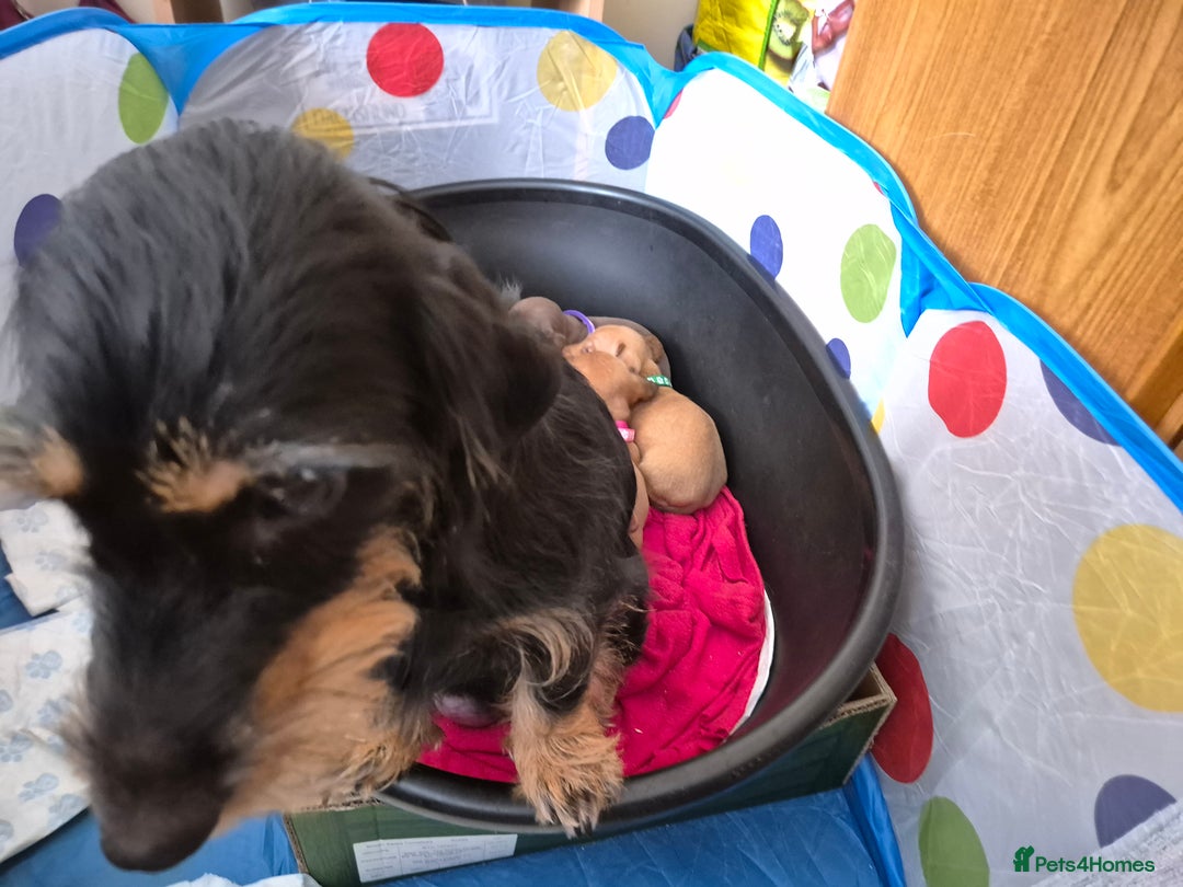 Dachshund dogs for sale: Smooth Haired Dachshund puppies - Advert 17