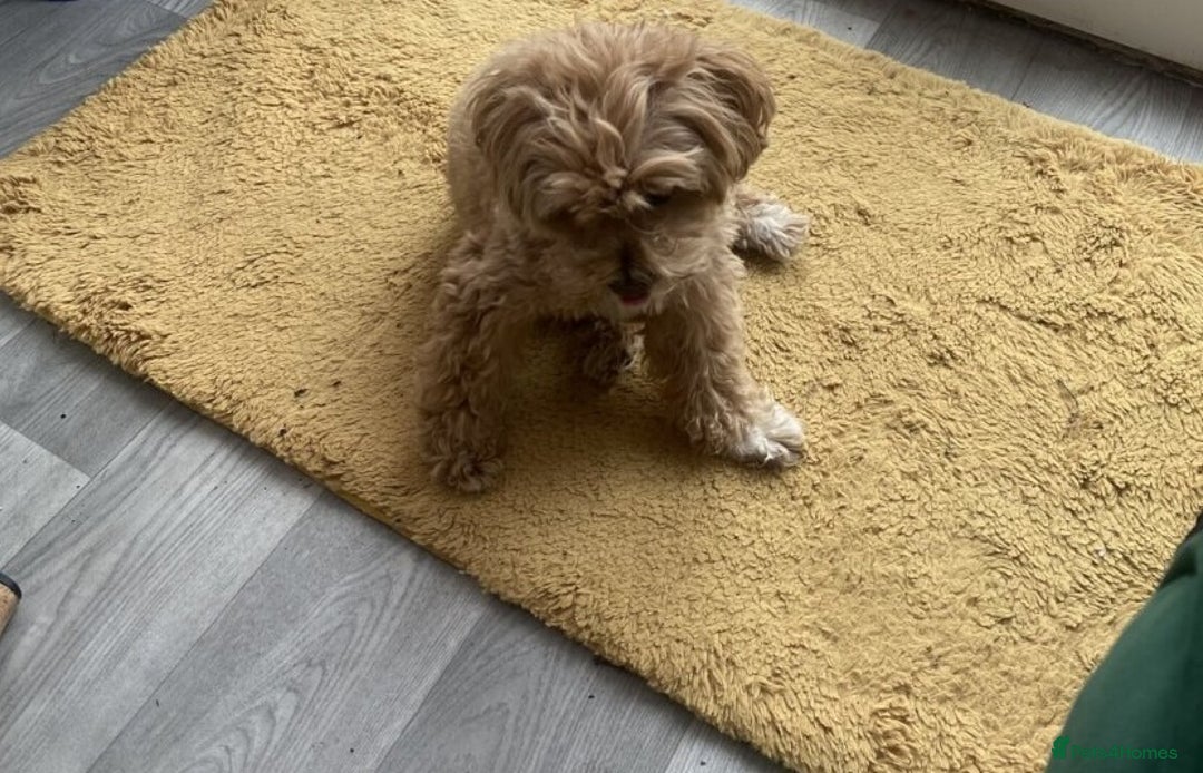 Maltipoo dogs for sale: Energetic F1 Multi poo puppies - Advert 1
