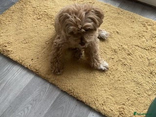 Maltipoo dogs Energetic F1 Multi poo puppies - Advert 6