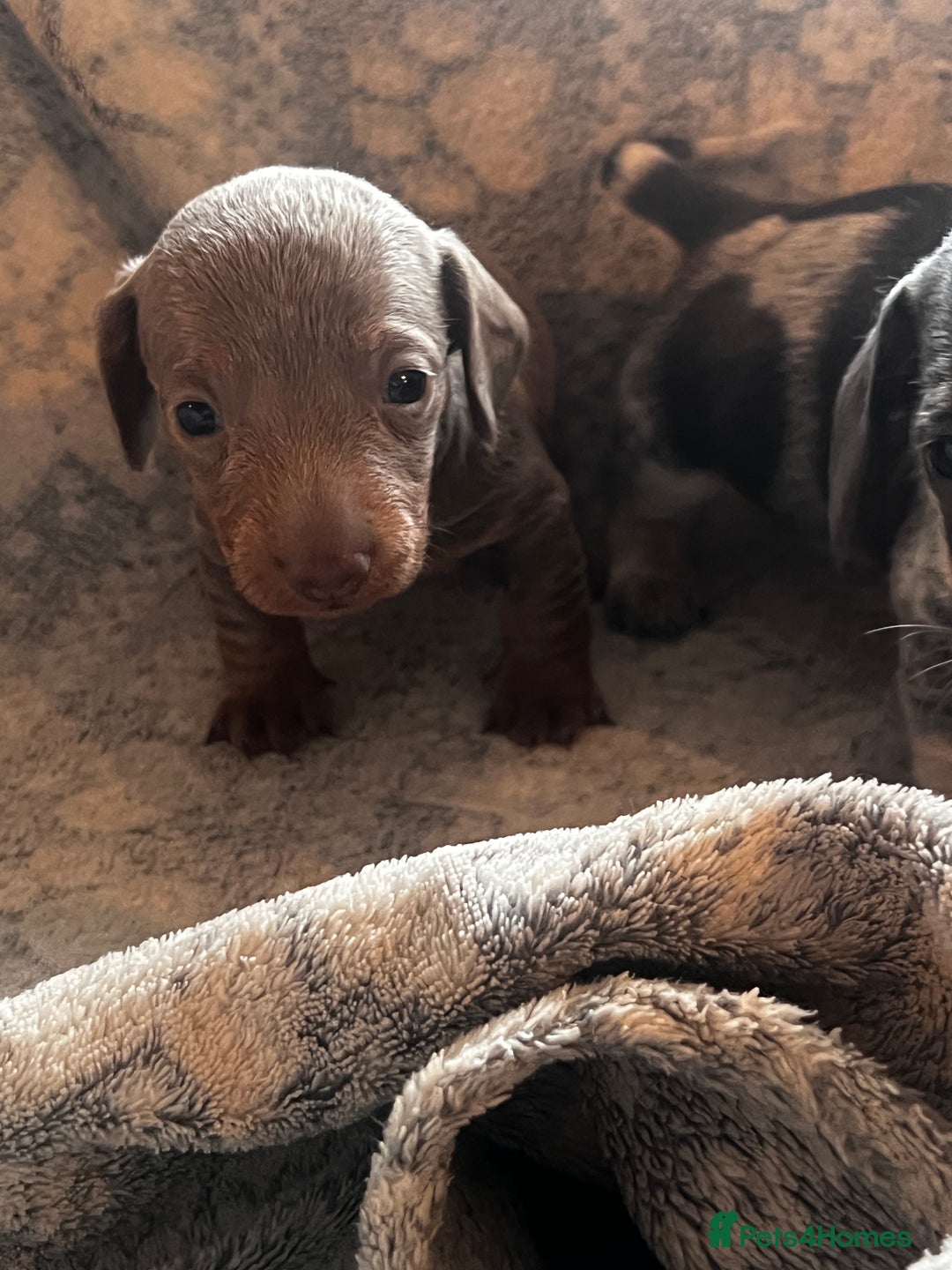 Miniature Dachshund dogs for sale: Miniature dachshund 1 choc girl left  - Image 21