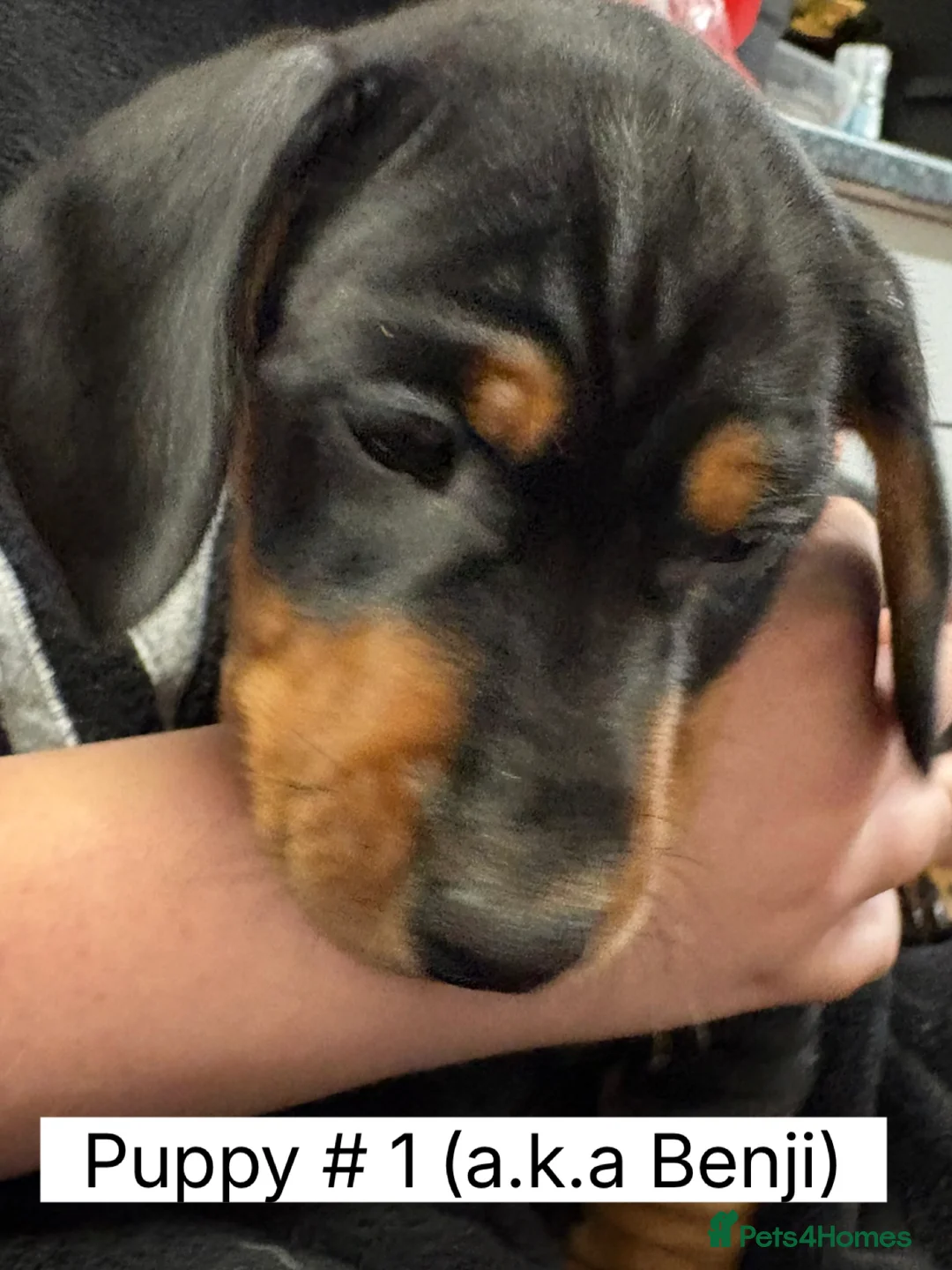 Miniature Dachshund dogs for sale: Miniature Dachshund Smooth Hair Puppies  - Advert 11