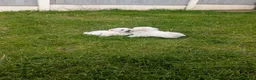 Maltese dogs for sale: TOY BOY MALTESE 💙💙 PRICE REDUCED! - Advert 7