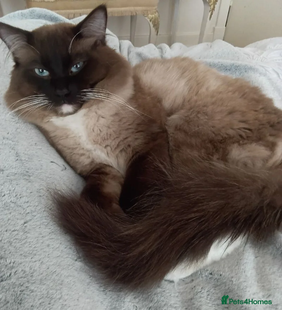 Ragdoll cats for sale: Ragdoll Kittens - Advert 2