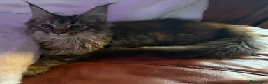 Maine Coon 6
