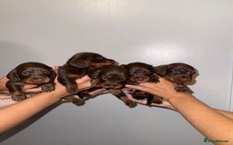 Miniature Dachshund dogs for sale: Long haired Miniature Dachshund - Image 11