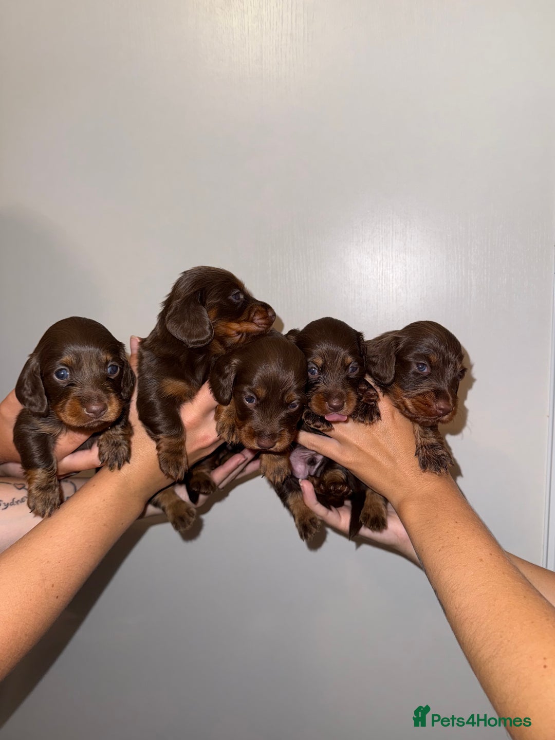 Miniature Dachshund dogs for sale: Long haired Miniature Dachshund - Image 11