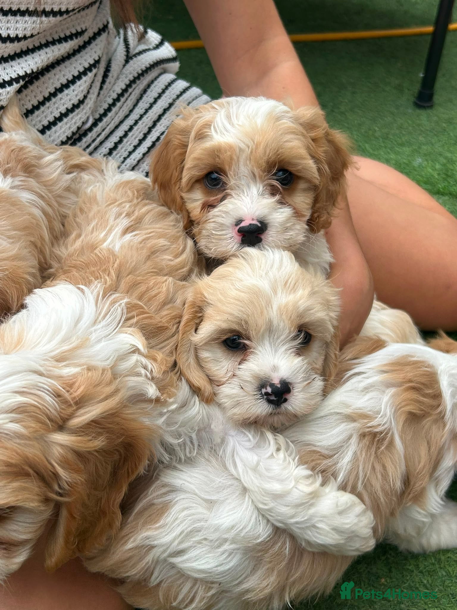 Cavapoo dogs Beautiful Cavapoo Puppies  - Advert 1