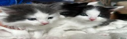 Ragdoll cats for sale: 🐾 5 Beautiful Ragdoll Cross Kittens 🐾 in Southampton - Advert 11