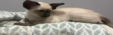 Siamese Kitten 6