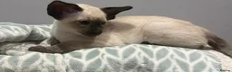 Siamese cats for sale: Siamese GCCF Registered kittens in Wellingborough - Advert 6