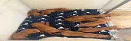 Hungarian Vizsla dogs for sale: 9 KC registered Hungarian Vizla puppies - Advert 20