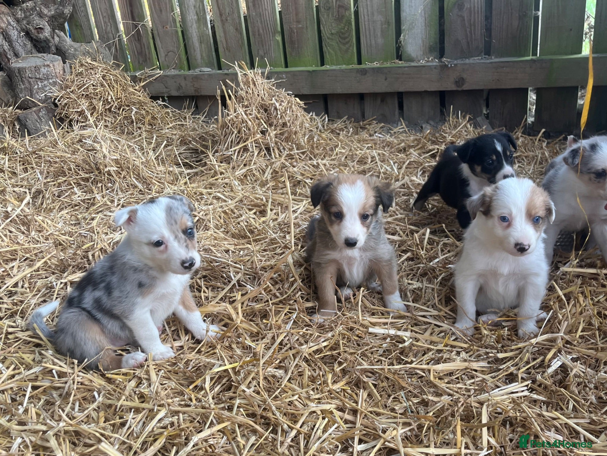 Border Collie dogs Merle collies for sale 👀 - Advert 2