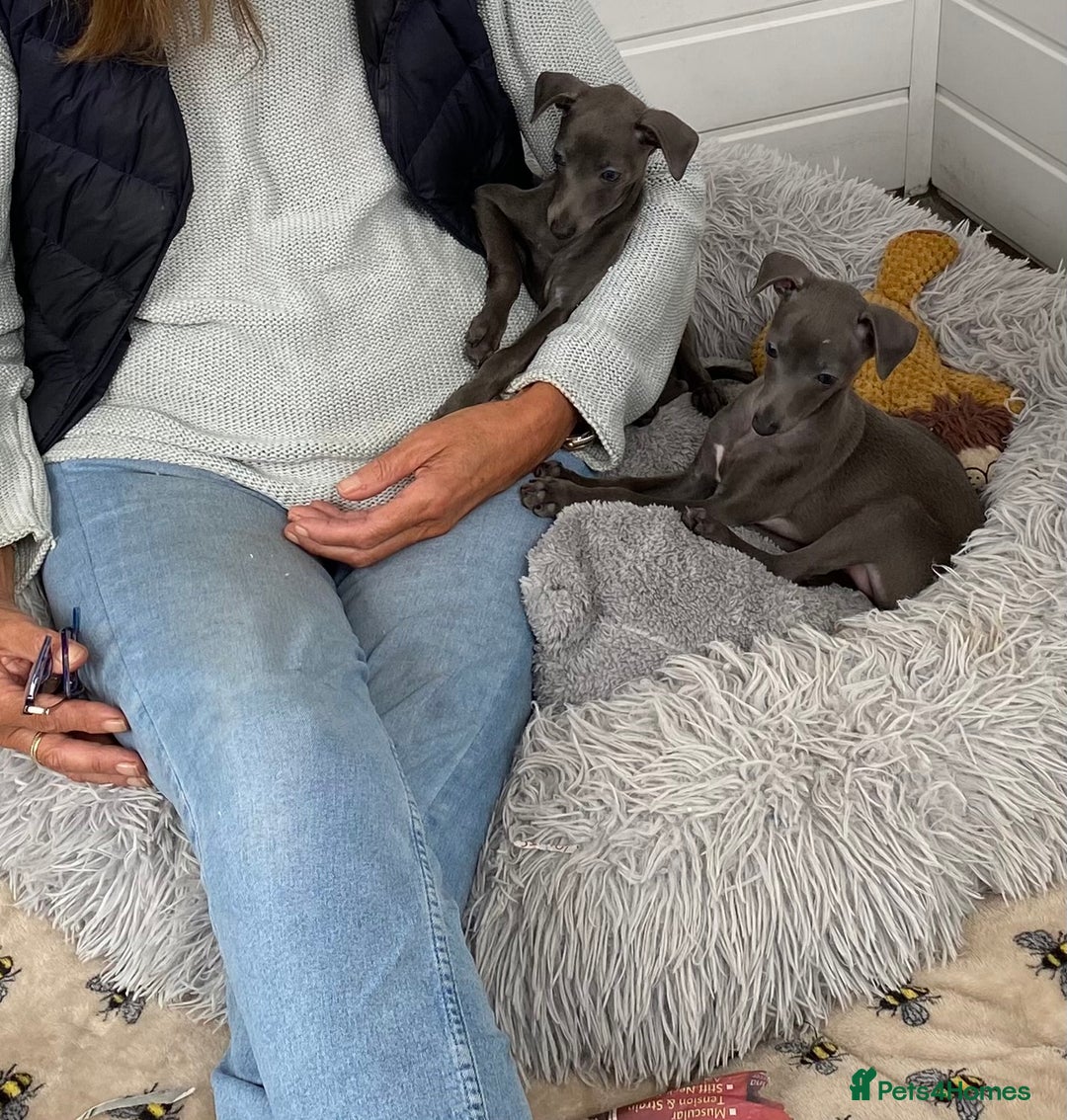 Italian Greyhound dogs for sale: ITALIAN GREYHOUND PUPPIES  - Image 4