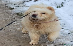 Chow Chow dogs for sale: Chow chow  - Advert 3