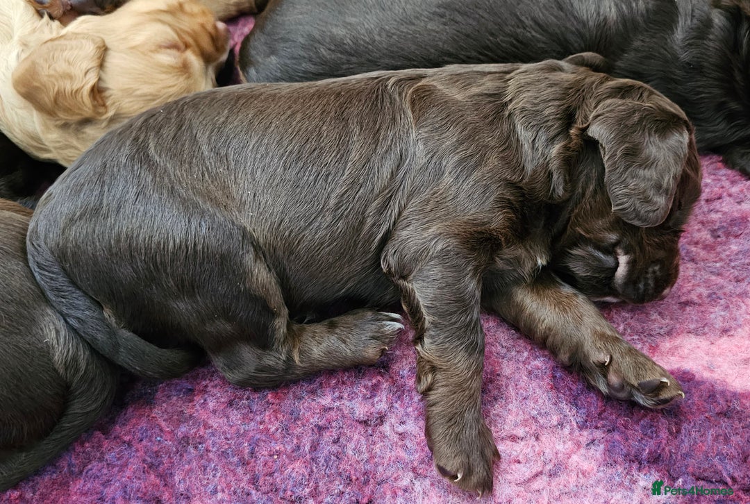 Cocker Spaniel dogs for sale: 8 AMAZING KC REG WORKING COCKER SPANIEL PUPPIES - Image 16