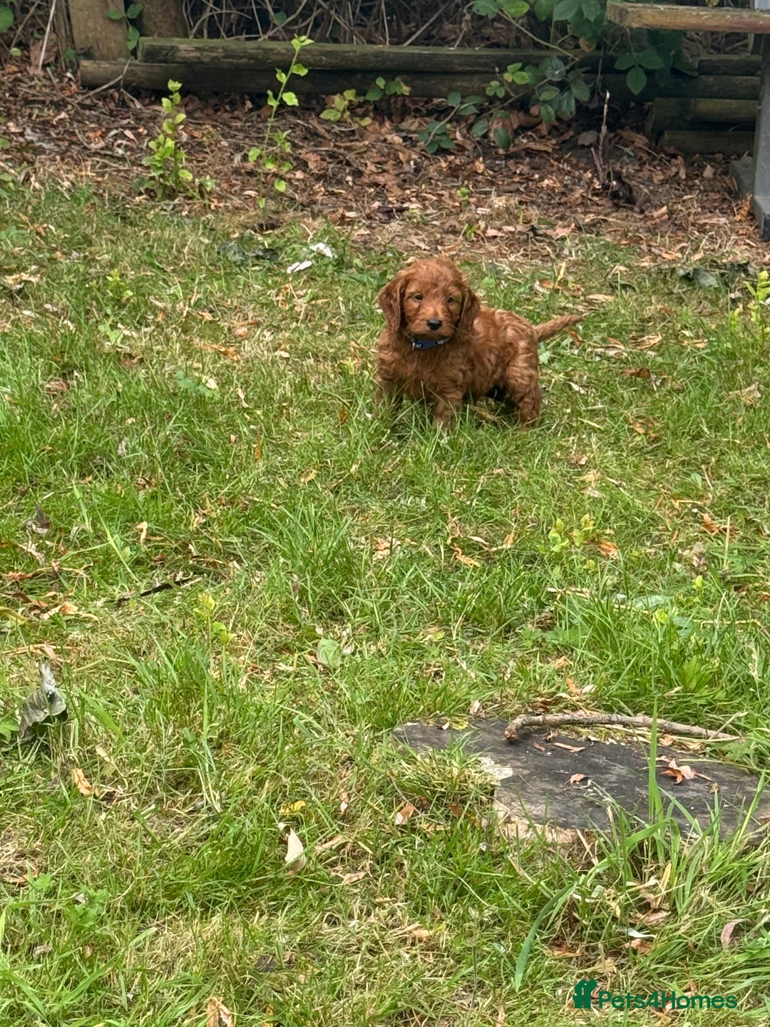 Cockapoo dogs for sale: Stunning Cockerpoo’s available  - Image 6