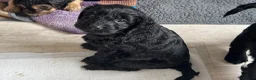 Cockapoo dogs for sale: Cockapoo puppies *1 left* - Advert 9