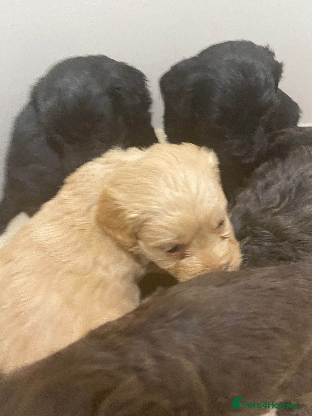 Cockapoo dogs for sale: F1 cockapoo p,a,r tested clear - Advert 19